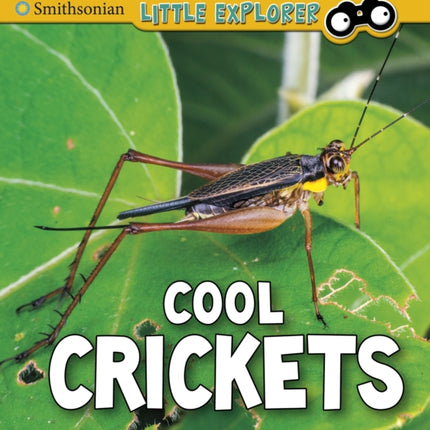 Cool Crickets