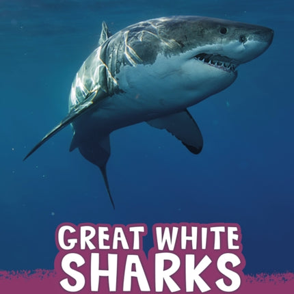 Great White Sharks