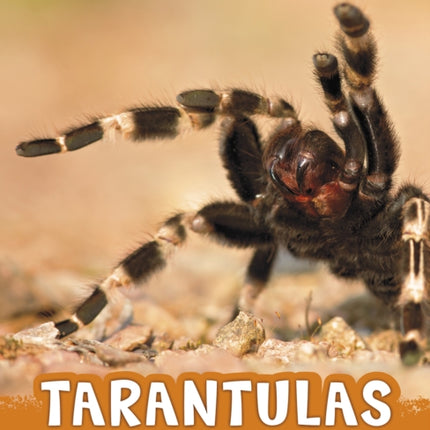 Tarantulas