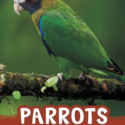 Parrots