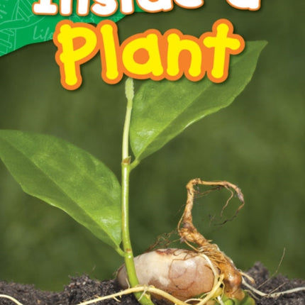 Inside a Plant