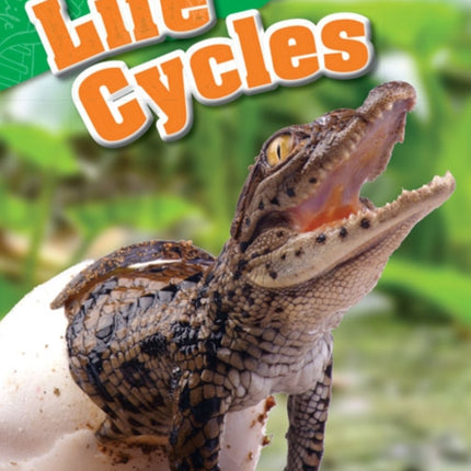 Life Cycles
