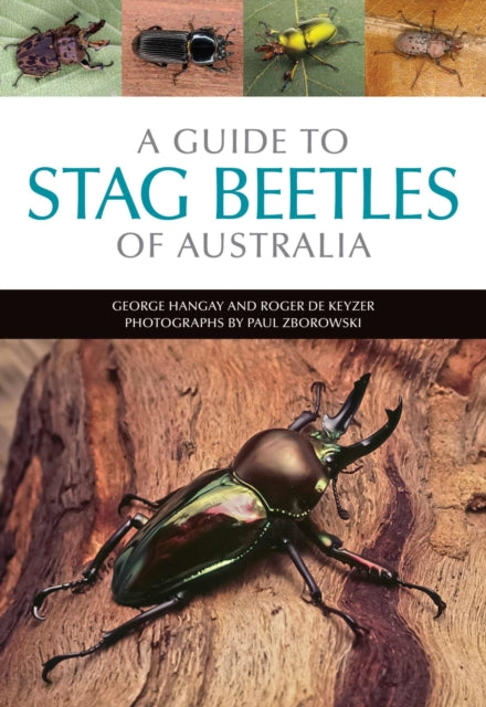 A Guide to Stag Beetles of Australia