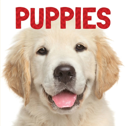 Puppies Animal Lovers