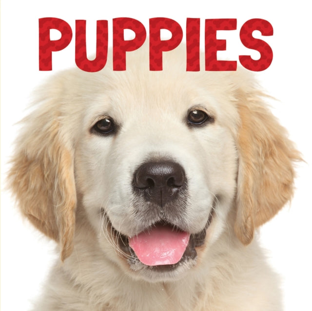 Puppies Animal Lovers