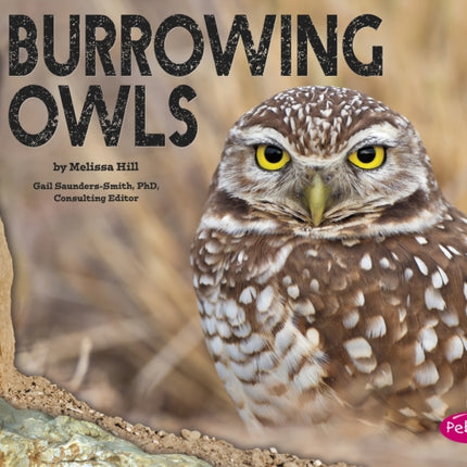 Burrowing Owls