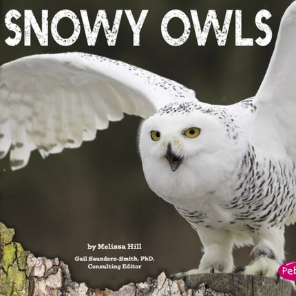 Snowy Owls