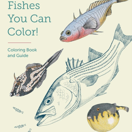 Atlantic Coast Fishes You Can Color