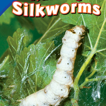 Raising Silkworms
