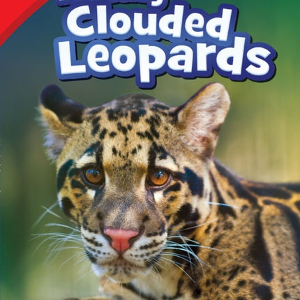 Raising Clouded Leopards