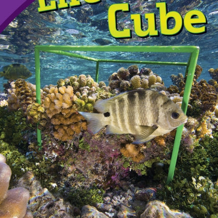 Life in a Cube