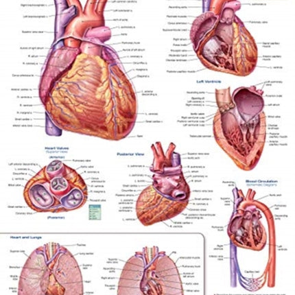 Anatomy of the Heart