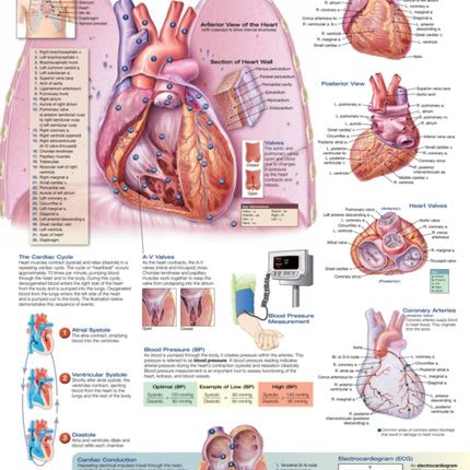 The Heart Anatomical Chart