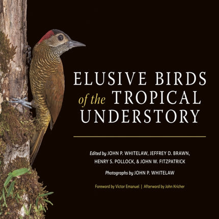 Elusive Birds of the Tropical Understory