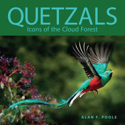 Quetzals: Icons of the Cloud Forest