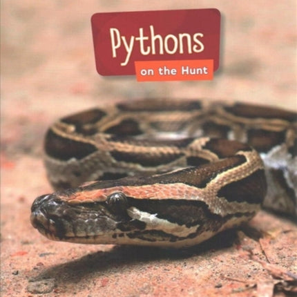 Pythons on the Hunt Searchlight Predators