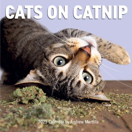 Cats on Catnip Wall Calendar 2025