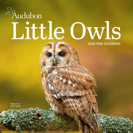 Audubon Little Owls Mini Wall Calendar 2026