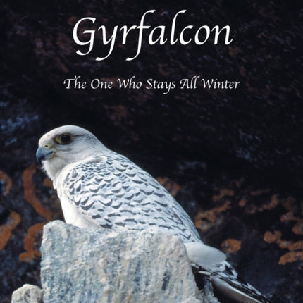 Gyrfalcon: The One Who Stays All Winter