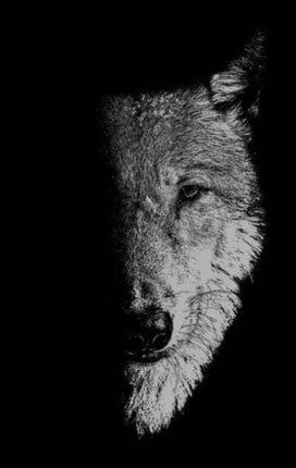 In the Company of Wolves: Werewolves, Wolves and