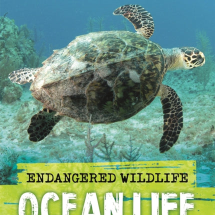 Endangered Wildlife Rescuing Ocean Life