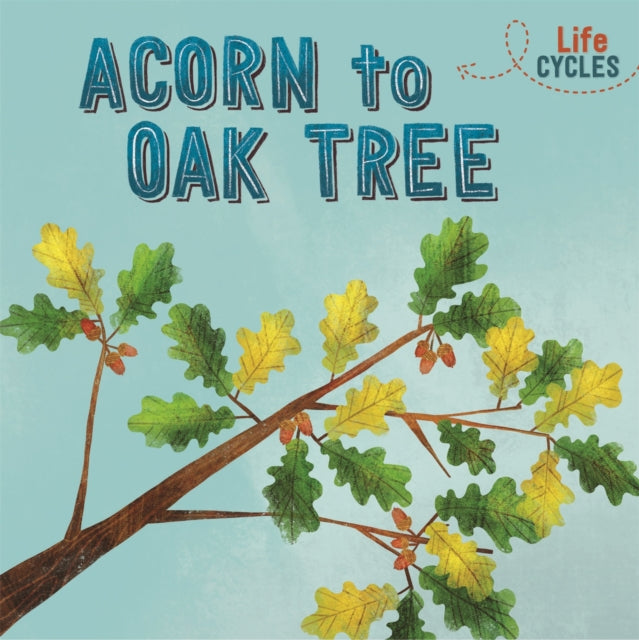 Life Cycles Acorn to Oak Tree