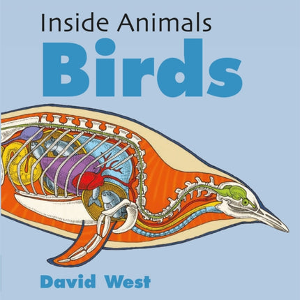 Inside Animals Birds