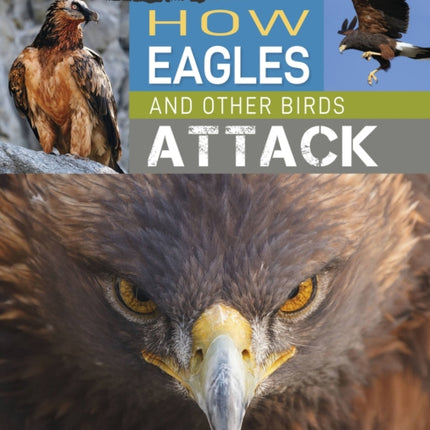 Predator vs Prey: How Eagles and other Birds Attack