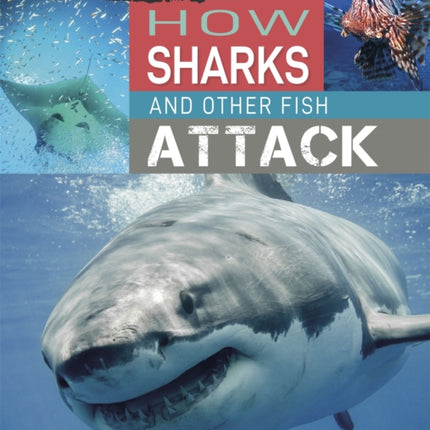 Predator vs Prey: How Sharks and other Fish Attack