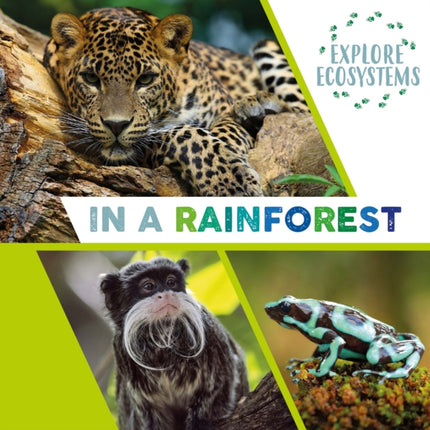 Explore Ecosystems: In a Rainforest