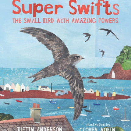 Super Swifts The Small Bird With Amazing Powers