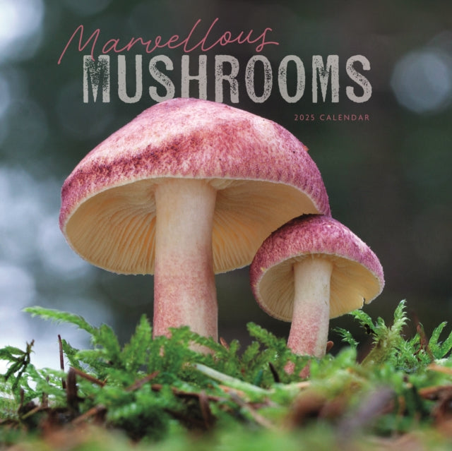 Marvellous Mushrooms Square Wall Calendar 2025