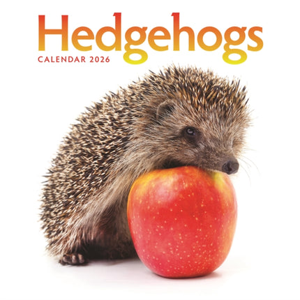 Hedgehogs Square Wall Calendar 2026