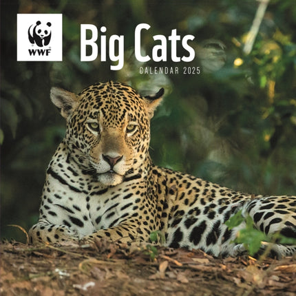 WWF Big Cats Square Wall Calendar 2025