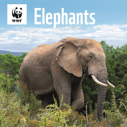 WWF Elephants Square Wall Calendar 2025