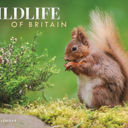 Wildlife of Britain A4 Calendar 2025