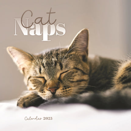 Cat Naps Square Mini Calendar 2025