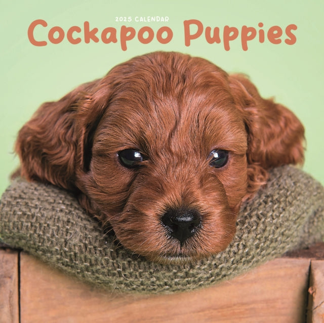 Cockapoo Puppies Square Mini Calendar 2025