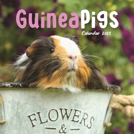 Guinea Pigs Square Mini Calendar 2025