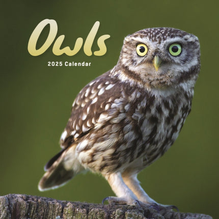 Owls Square Mini Calendar 2025