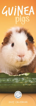 Guinea Pigs Slim Calendar 2025