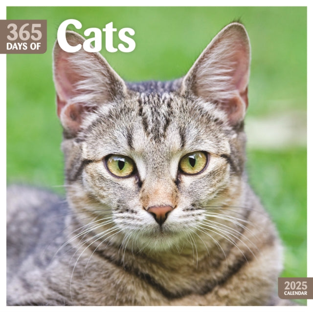 Cats 365 Days Square Wall Calendar 2025