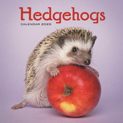 Hedgehogs Square Wall Calendar 2025