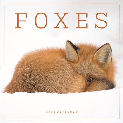 Foxes Square Wall Calendar 2025