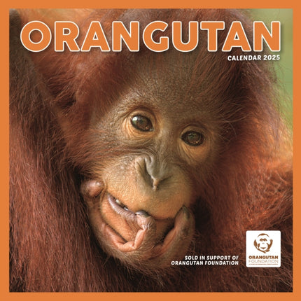 Orangutan Square Wall Calendar 2025