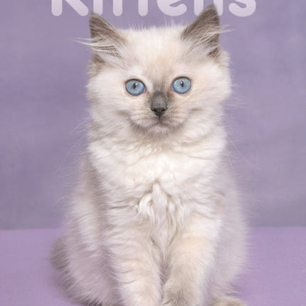 Kittens A5 Diary 2025