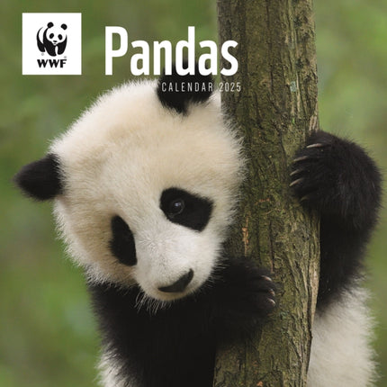 WWF Pandas Square Wall Calendar 2025