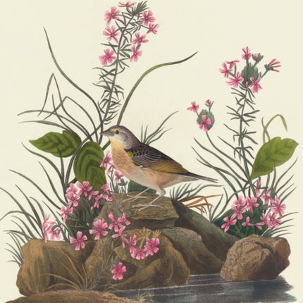 Audubons Birds Of America Deluxe Wall Su