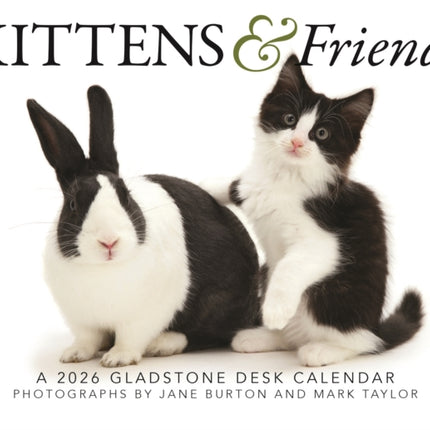 Kittens Friends Box Calendar 2026