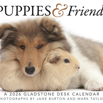 Puppies Friends Box Calendar 2026